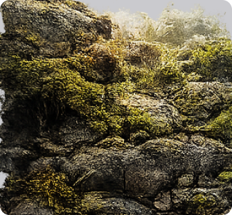 Plant matter transformation over centuries